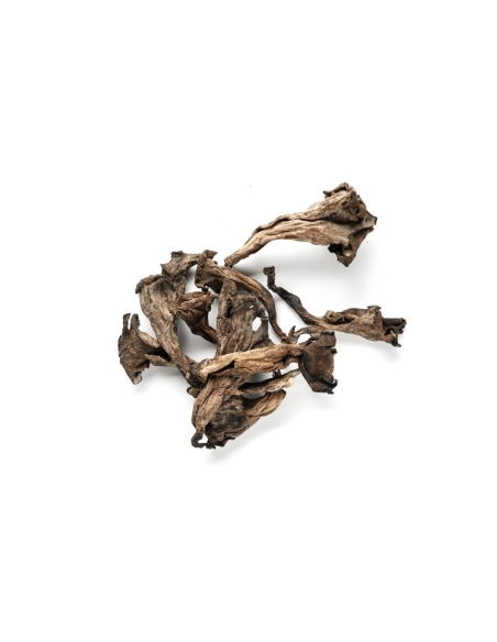 Trompeta de la muerte deshidratada